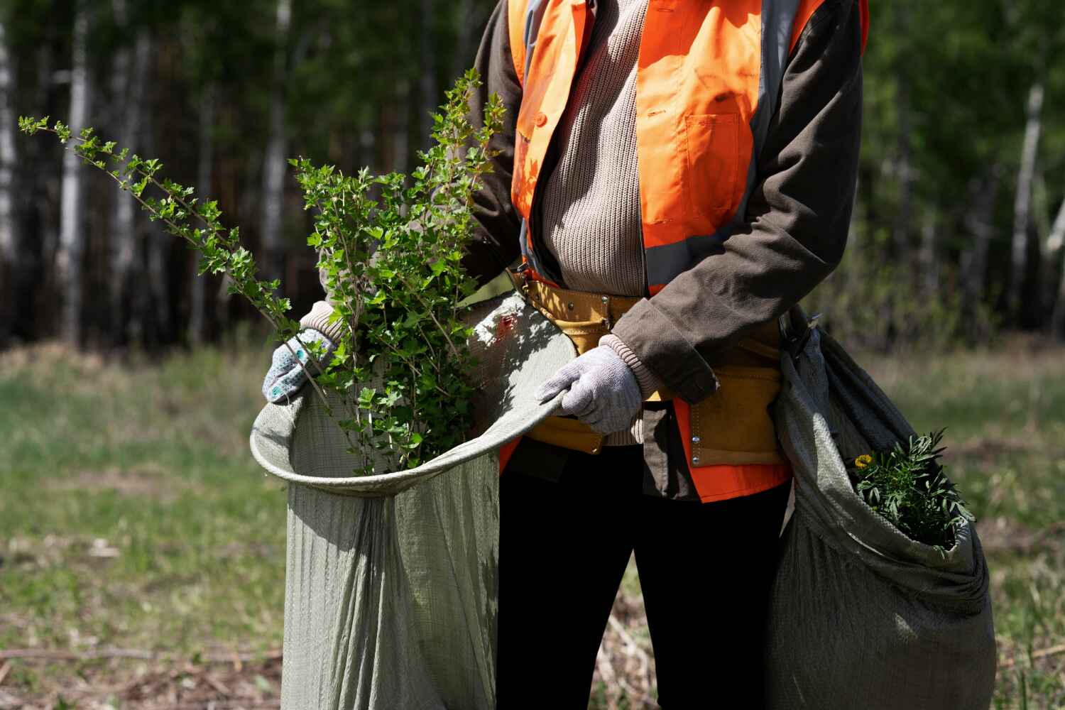 Best Tree Root Removal  in Spencerville, MD